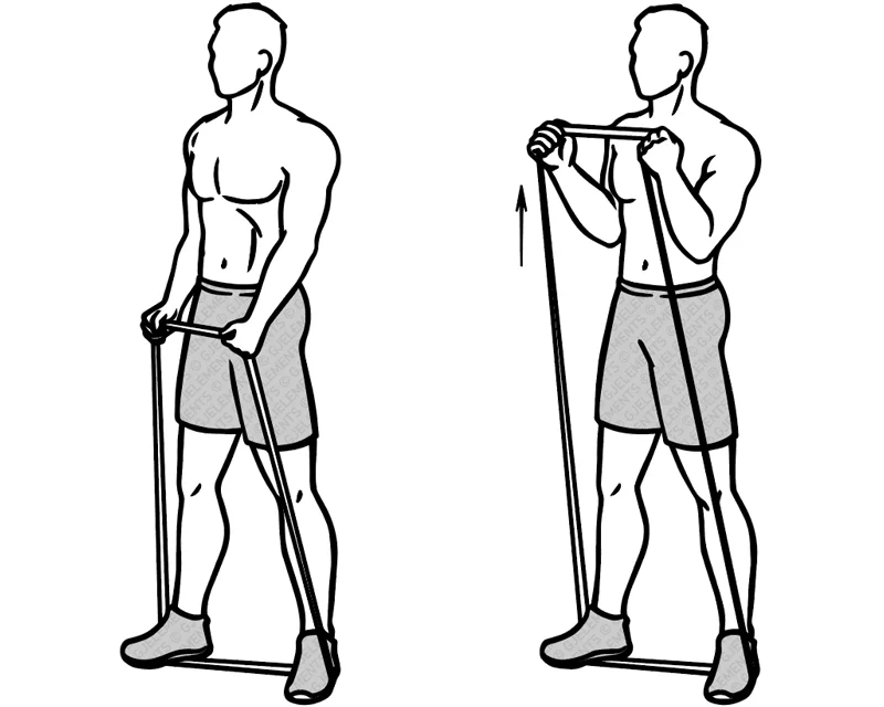 Exercice hammer curls avec bande élastique de musculation