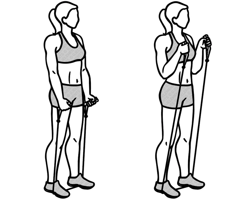 Exercice hammer curls avec tube élastique de musculation